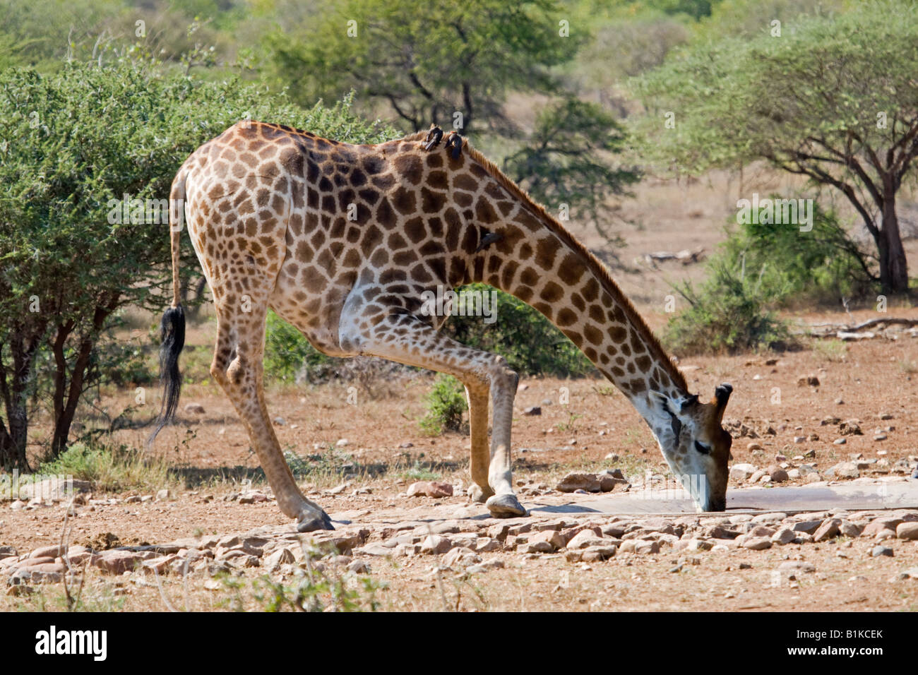 Giraffe Drinking Stock Photo