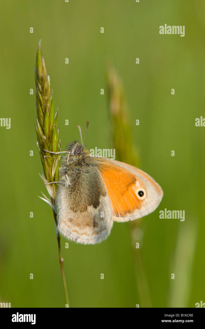 Close-up of a Meadow Brown Butterfly Stock Photo