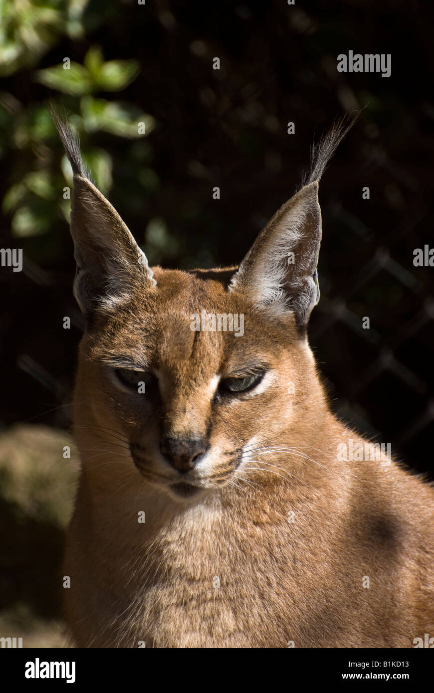 Caracal caracal rooikat hires stock photography and images Alamy