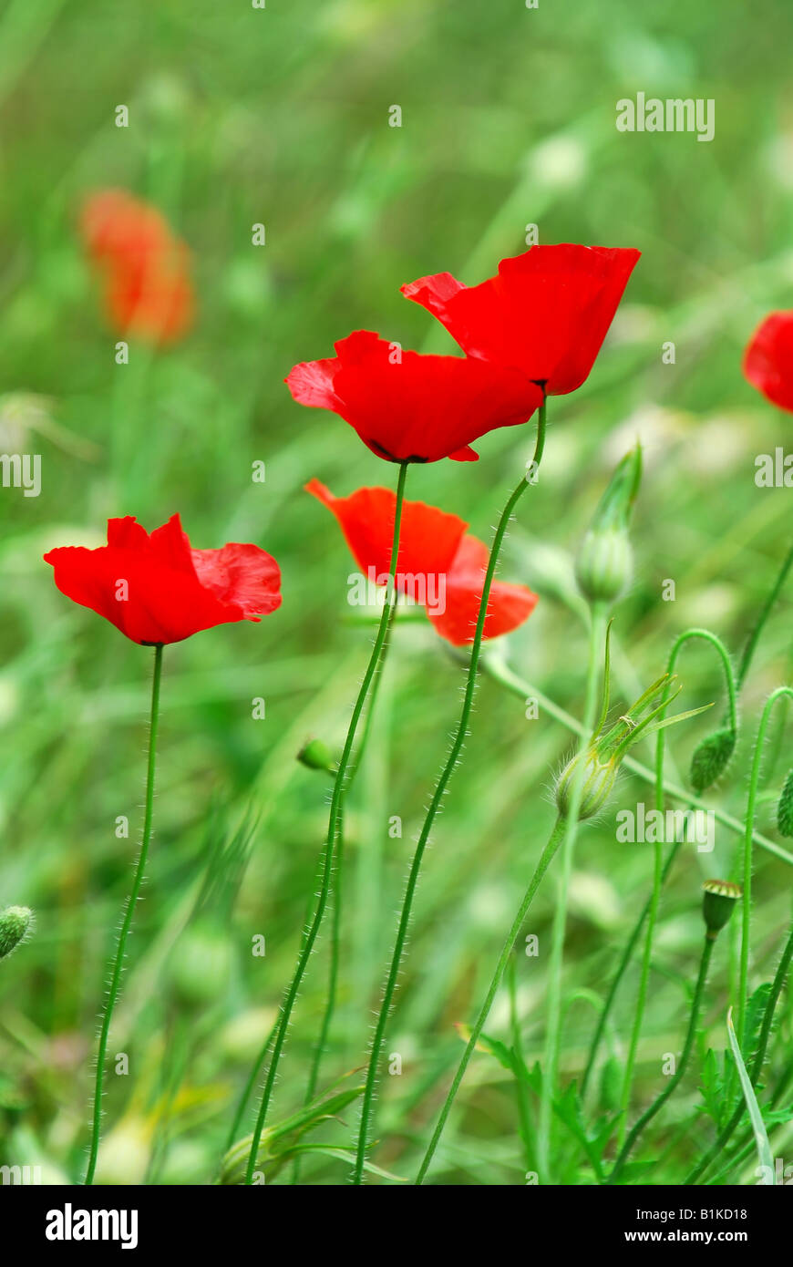 Closeup stems poppy flowers hi-res stock photography and images - Alamy