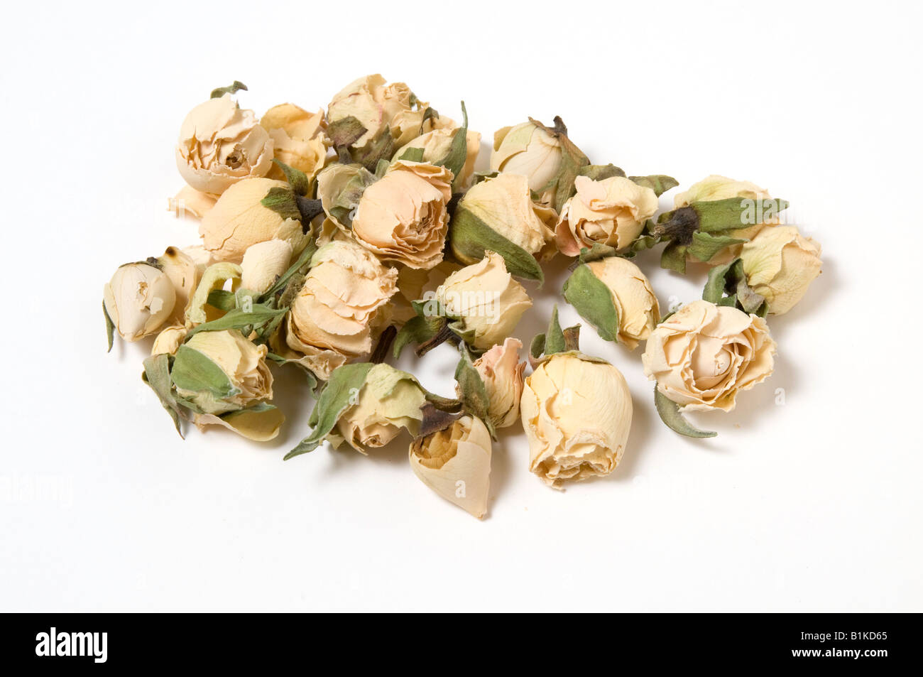 Small cream dried rose buds Stock Photo - Alamy