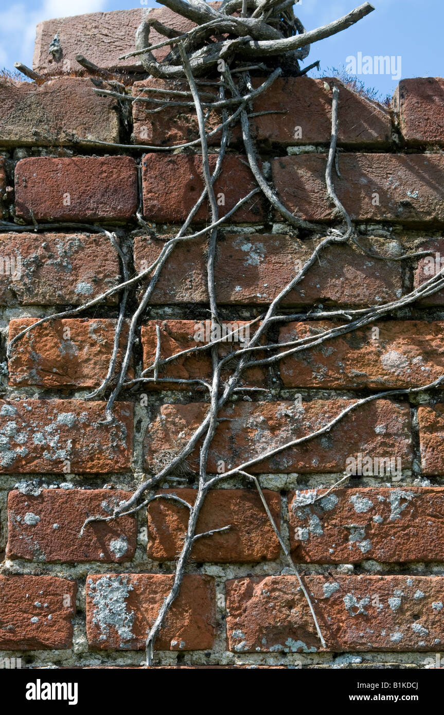 Pattern of stems on old brick wall Stock Photo