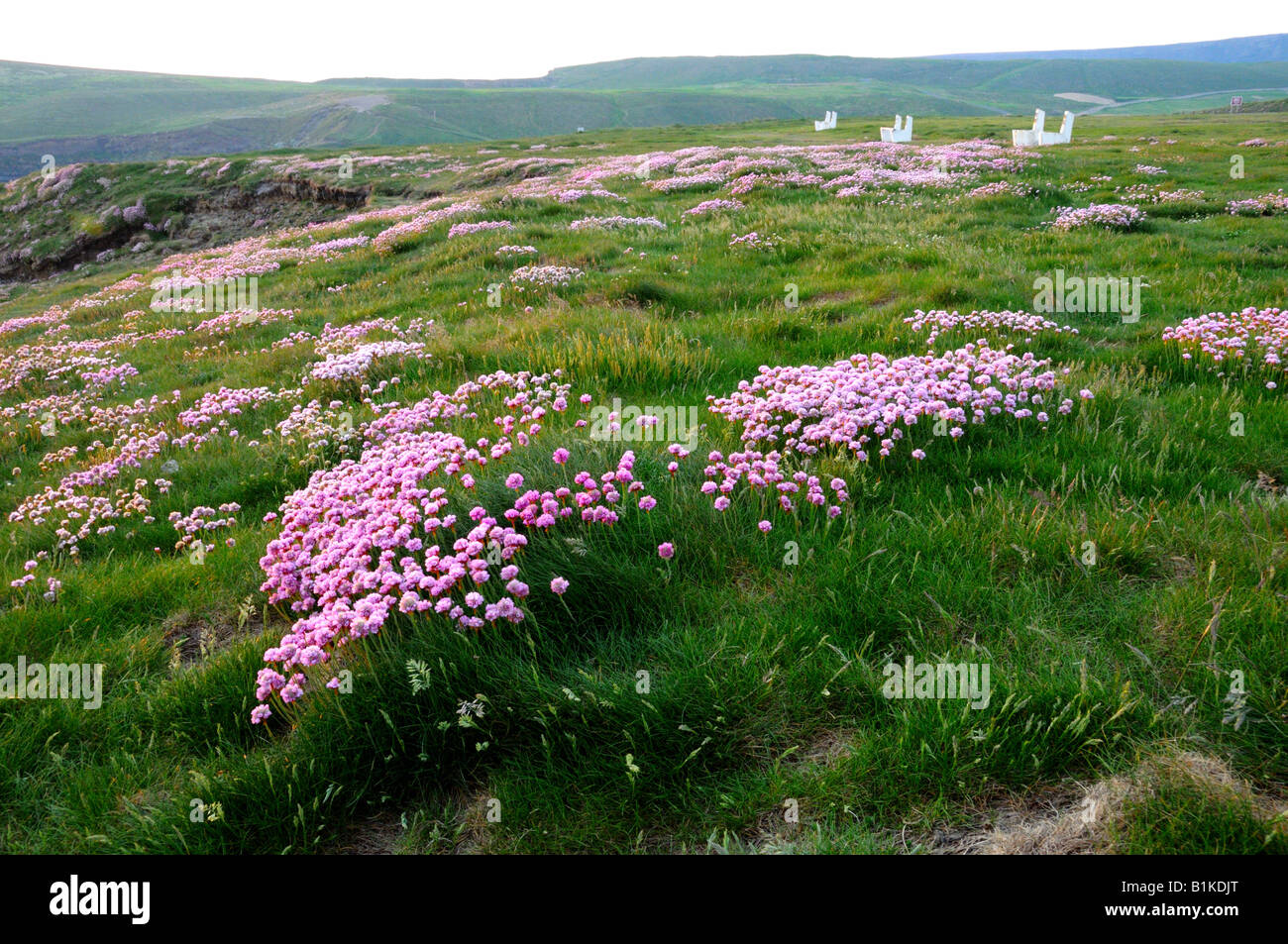 Ireland wild flowers hires stock photography and images Alamy