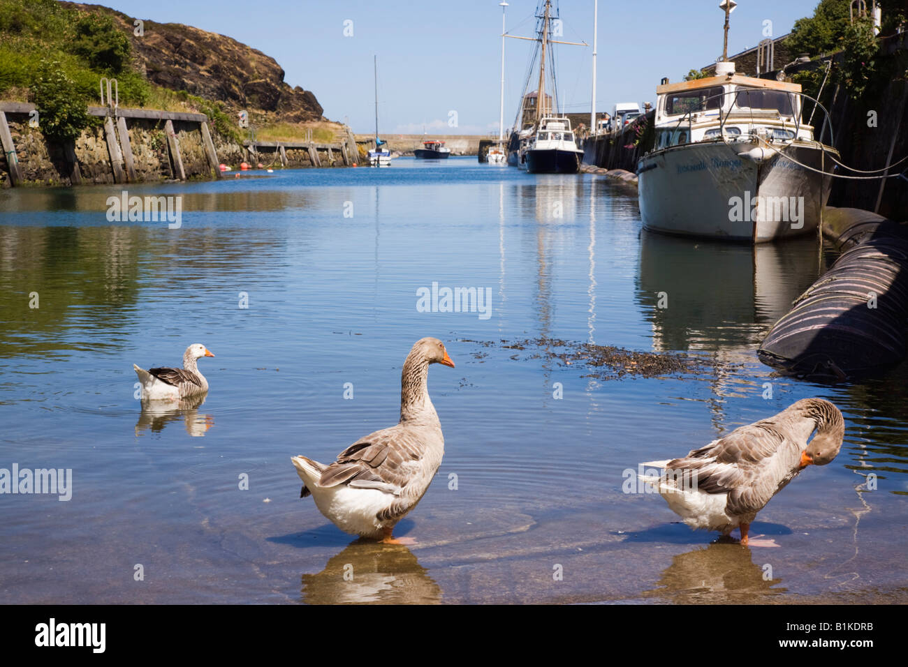 Amlwch Anglesey North Wales UK  Greylag geese Anser anser in coastal water with moored boats in old port in summer Stock Photo