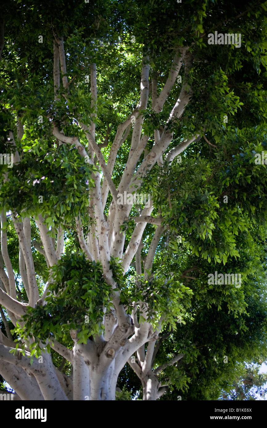 White Birch Tree Stock Photo Alamy