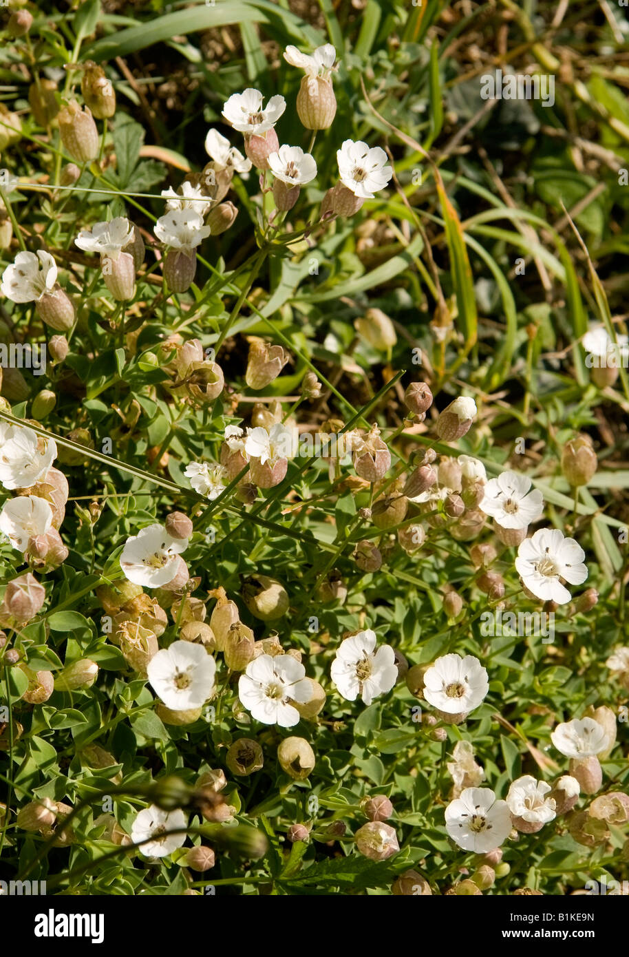 White wild flowers Sea campion Silene uniflora in the sun Stock Photo