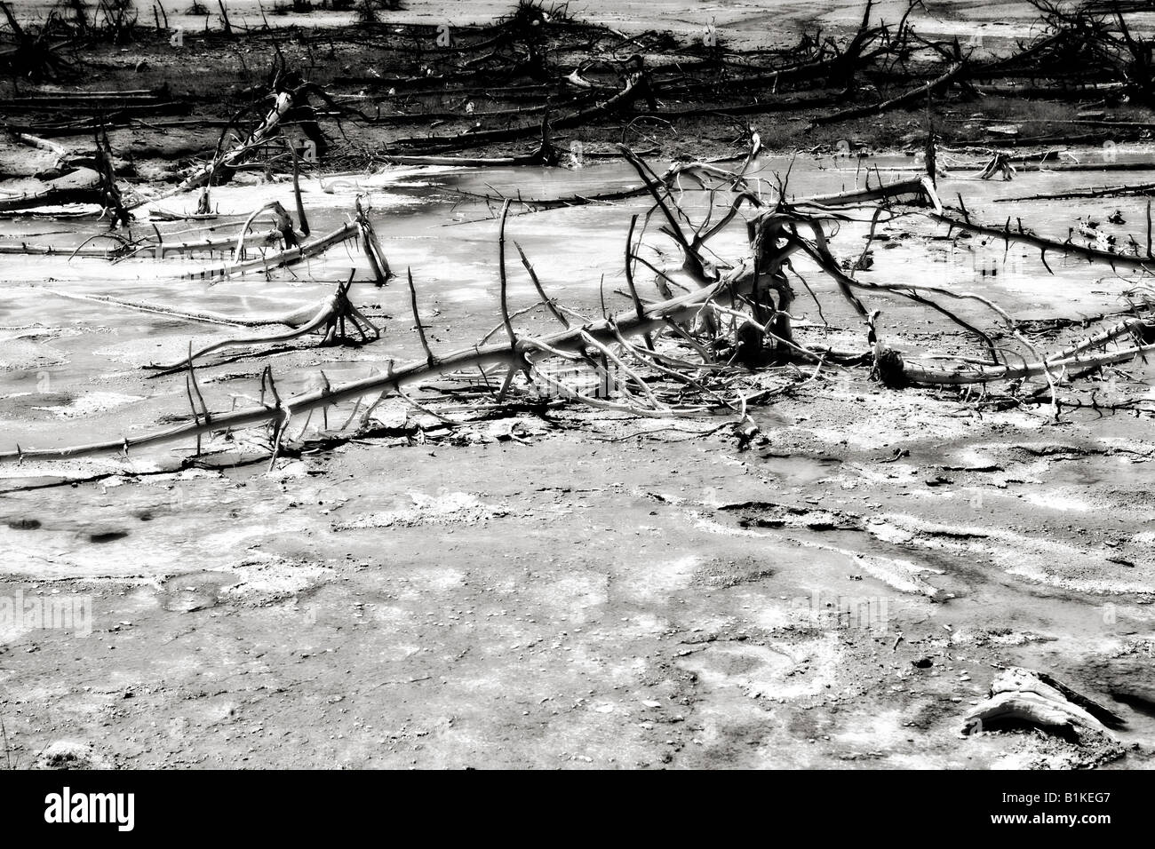 Image of a dead bleached tree skeleton laying in a pool of water in a lunar like landscape Stock Photo