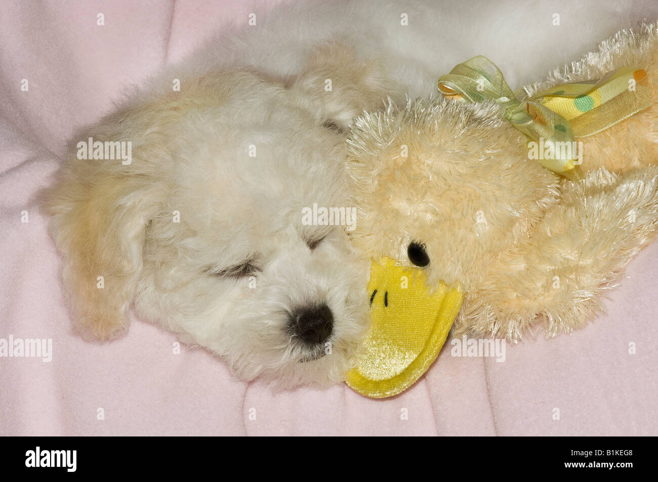 Sleeping Bichon Frise puppy. Stock Photo