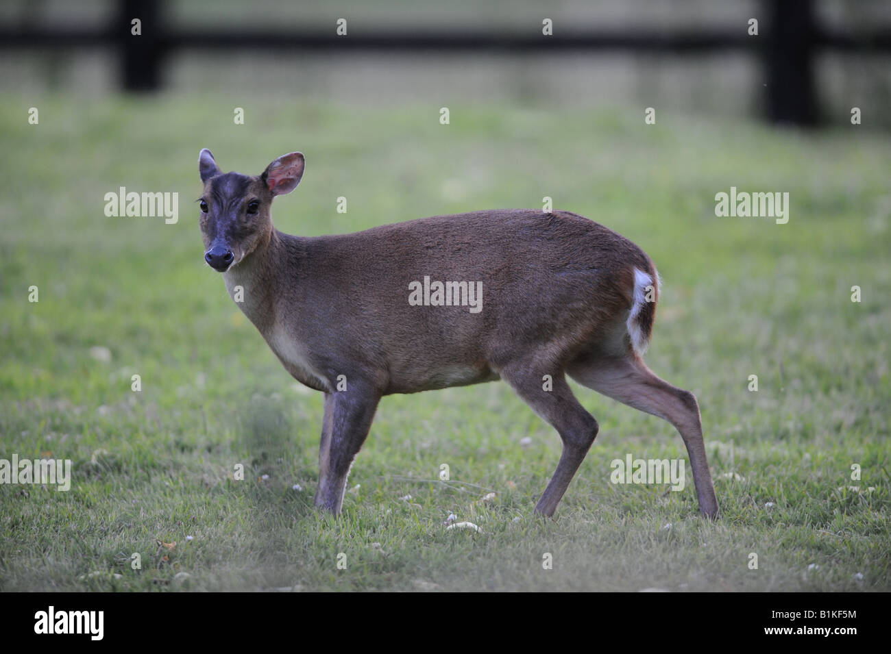 Roe Buck Deer Stock Photo - Alamy