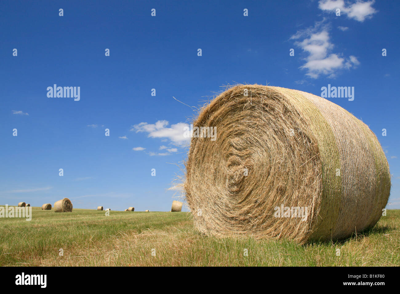 hay bale on a field in summer with blue sky Stock Photo - Alamy