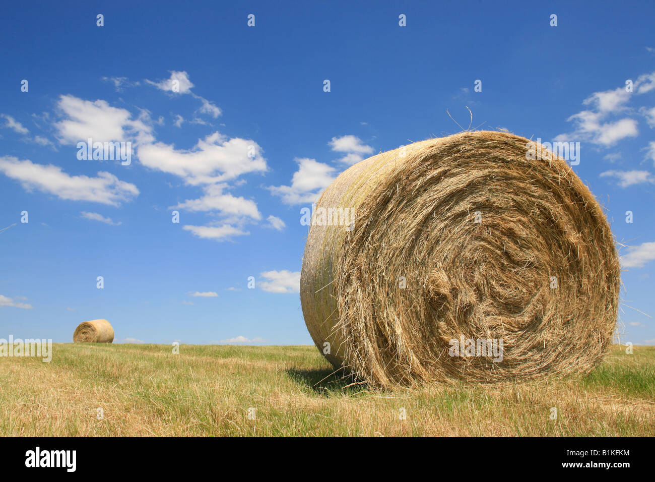 hay bale on a field in summer with blue sky Stock Photo - Alamy