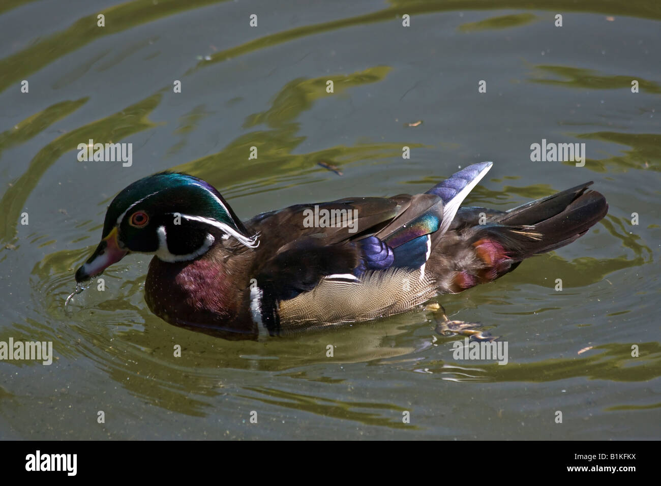 Wood Duck Aix sponsa a male bird swimming in a pond pictures images photos large high resolution overhead horizontal in USA US hi-res Stock Photo