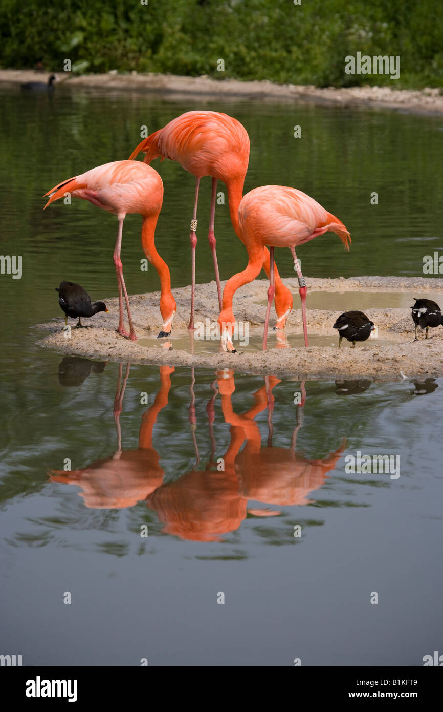 Flamingos Slimbridge Wildlife and Wetlands Trust Gloucestershire Stock Photo