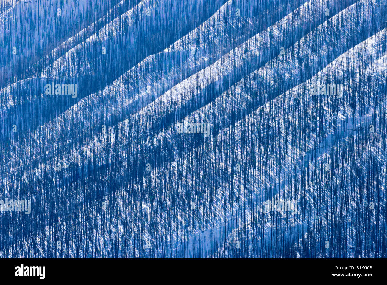 Fire ravaged mountain slopes in Kootenay National Park, British ...