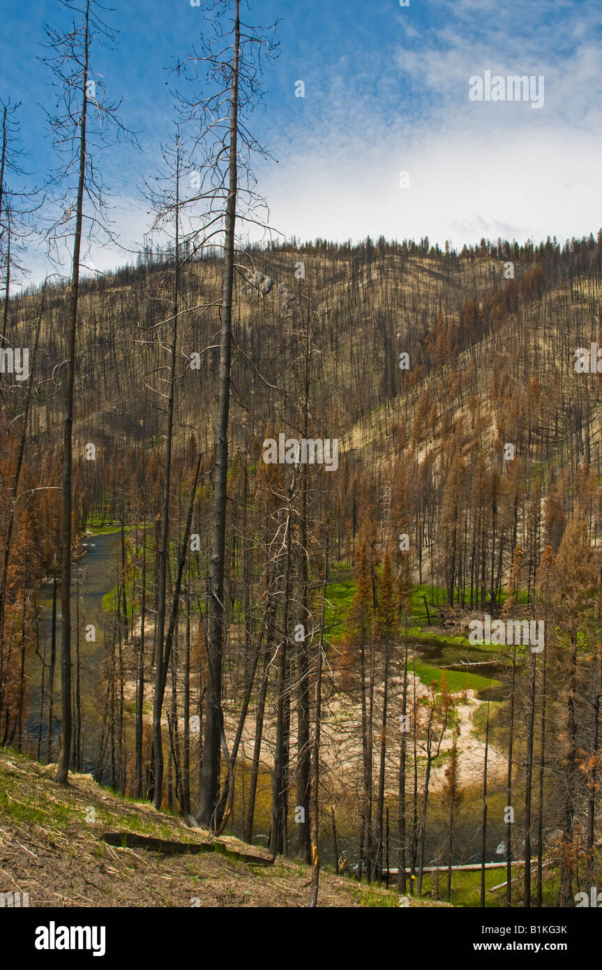 Idaho near Warm Lake Wildfire landscape with new growth of green grass