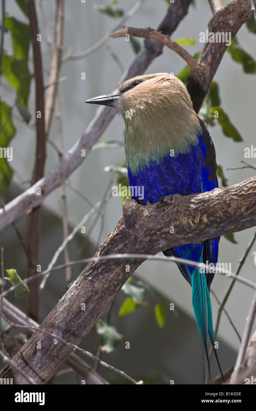 Blue bellied Roller Coracias cyanogaster bird sitting outside on a branch close-up closeup of  from front nobody exotic bird watching vertical hi-res Stock Photo