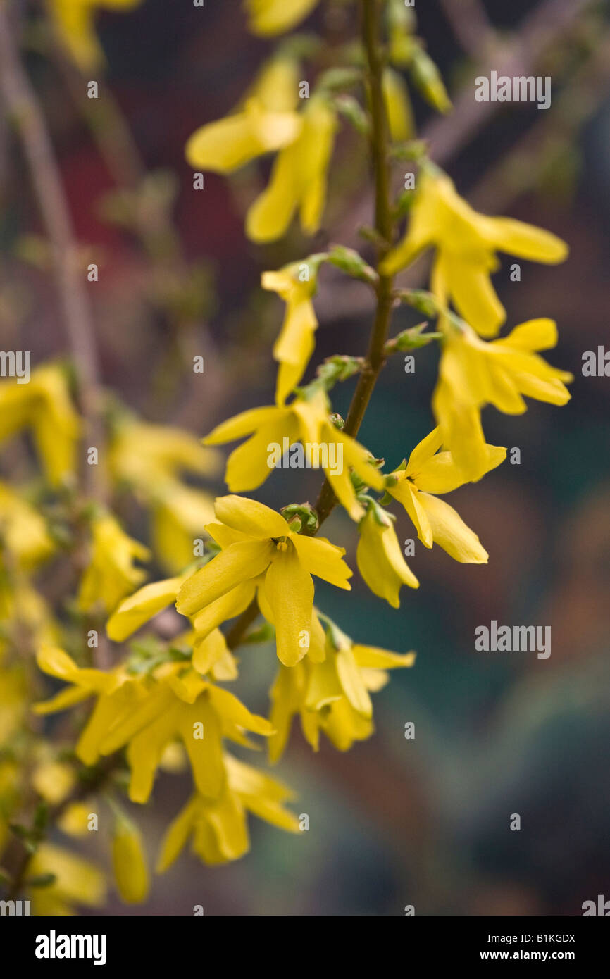 Forsythia Hedge yellow flowers Stock Photo Alamy
