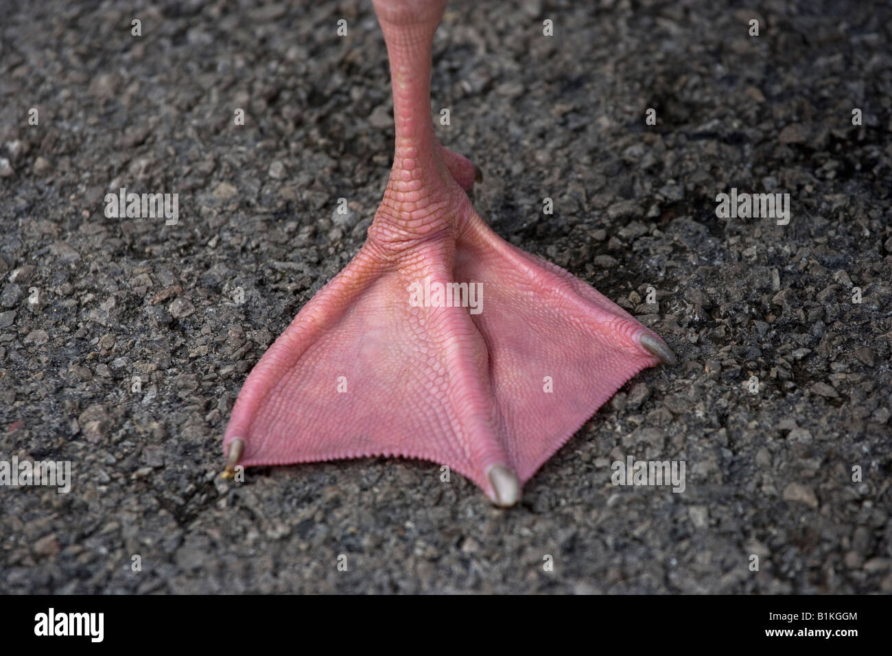Ducks foot web webbed hires stock photography and images Alamy