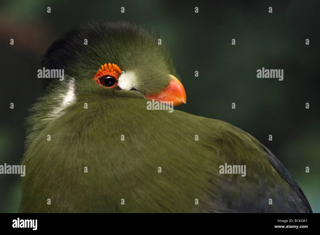 White-cheeked Turaco Tauraco leucotis close up closeup of green exotic bird one alone watching detail display nobody horizontal  hi-res Stock Photo