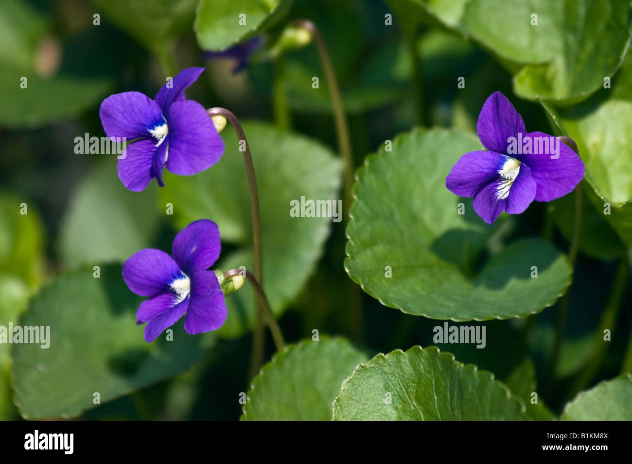 Purple Common violets with leaves close up closeup flowers from above ...