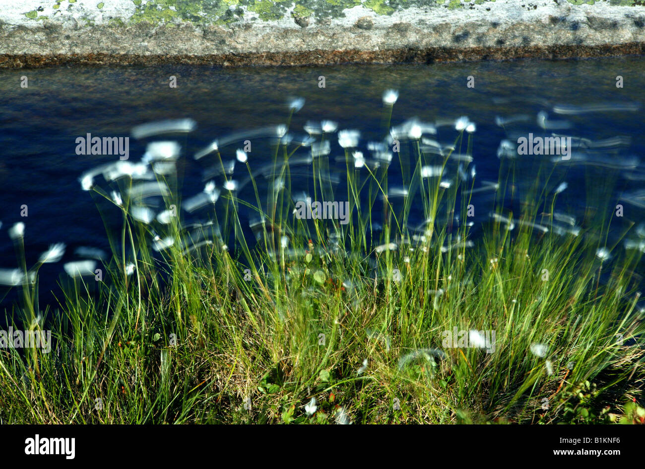Cotton grass, Eriophorum, moving in the wind beside a pond at the mountain Andersnatten in