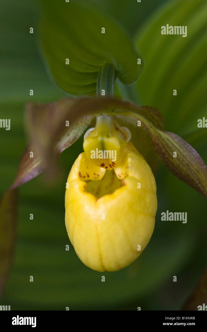 Large Yellow Lady's  slipper Cypripedium parviflorum orchids flower blooming flowers spring flora flowering artistic close up American park USA hi-res Stock Photo