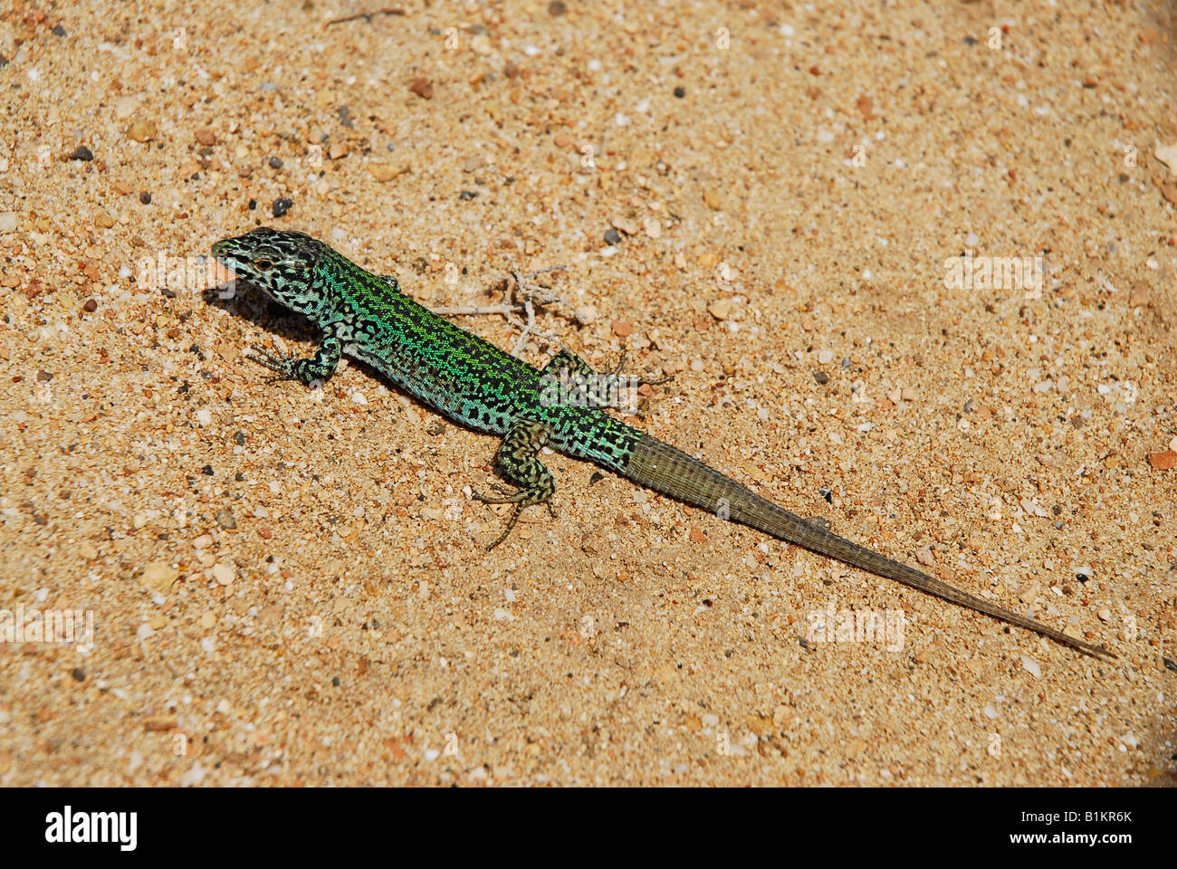 Pitiusas small lizard FORMENTERA Balearic Islands SPAIN Stock Photo