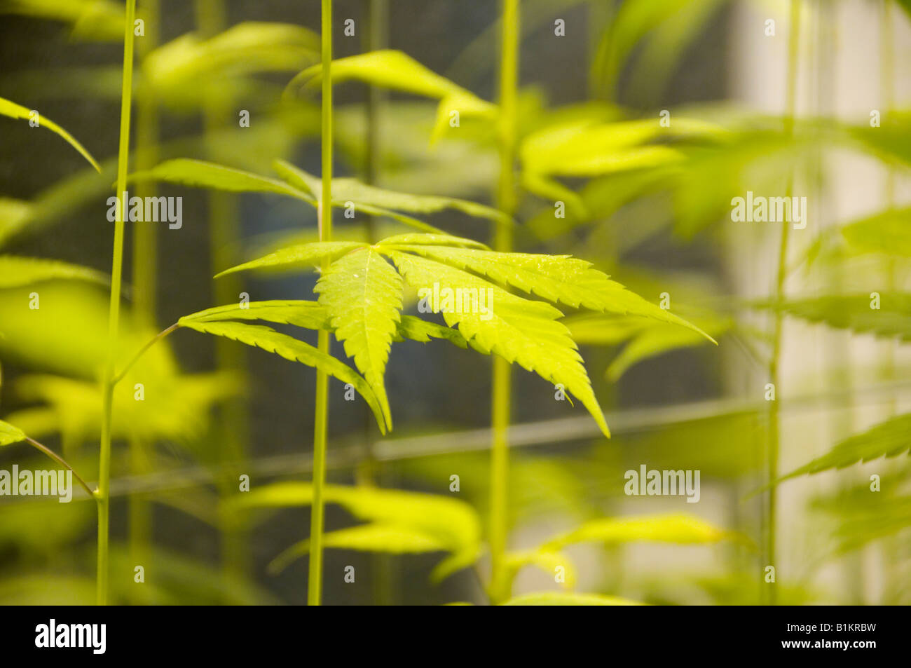 Cannabis plant nursery at Hanf Museum which provides a comprehensive view of the wide range of possibilities of the cultural plant Cannabis, Berlin Stock Photo