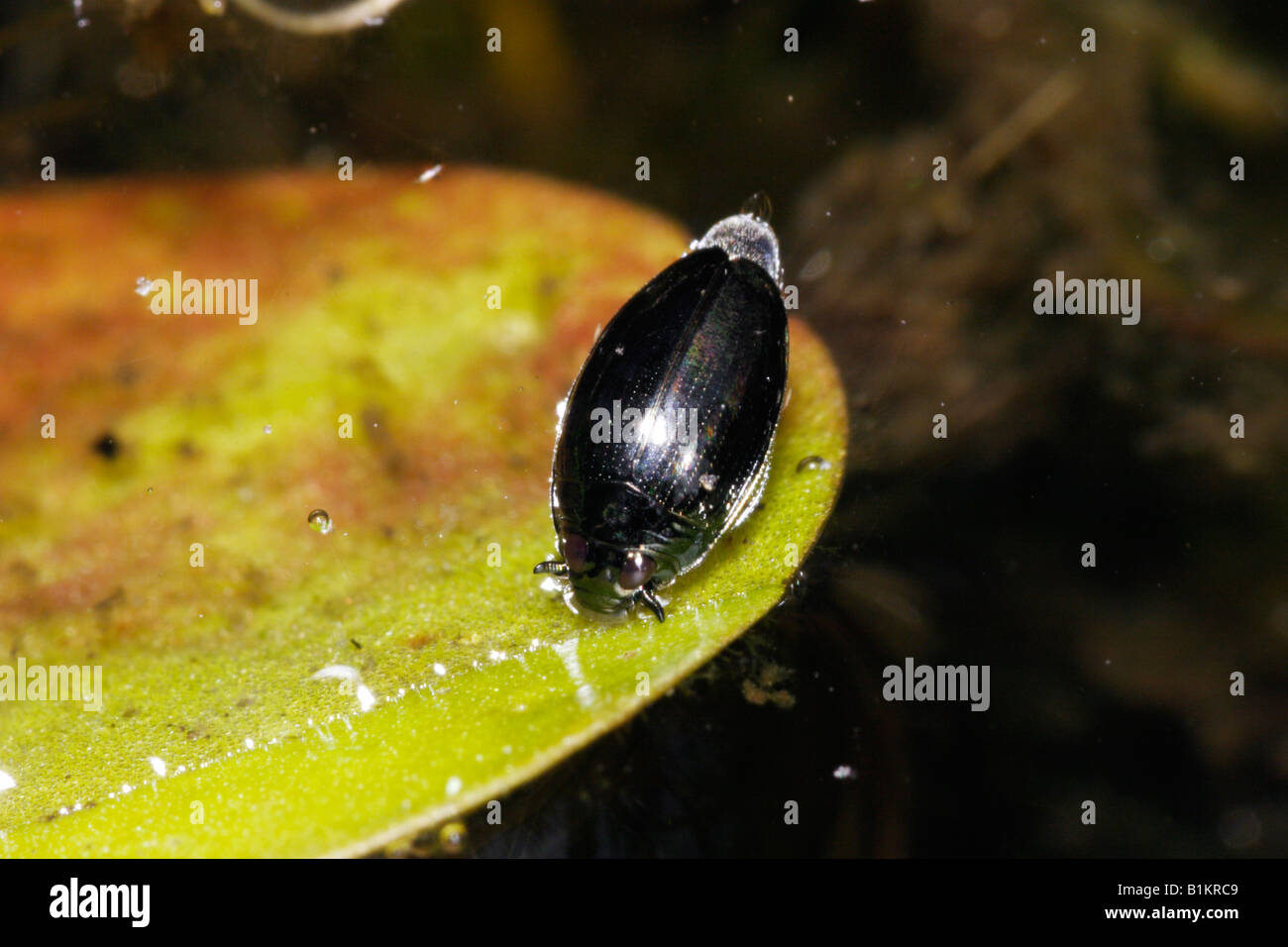 Whirligig beetle Gyrinus substriatus Gyrinidae on a pond UK Stock Photo