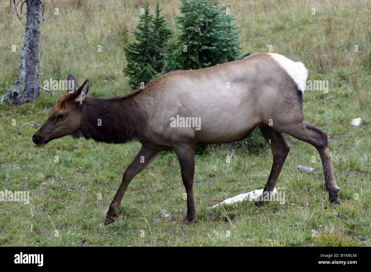 Elk in The Rocky Mountains National Park Colorado Stock Photo