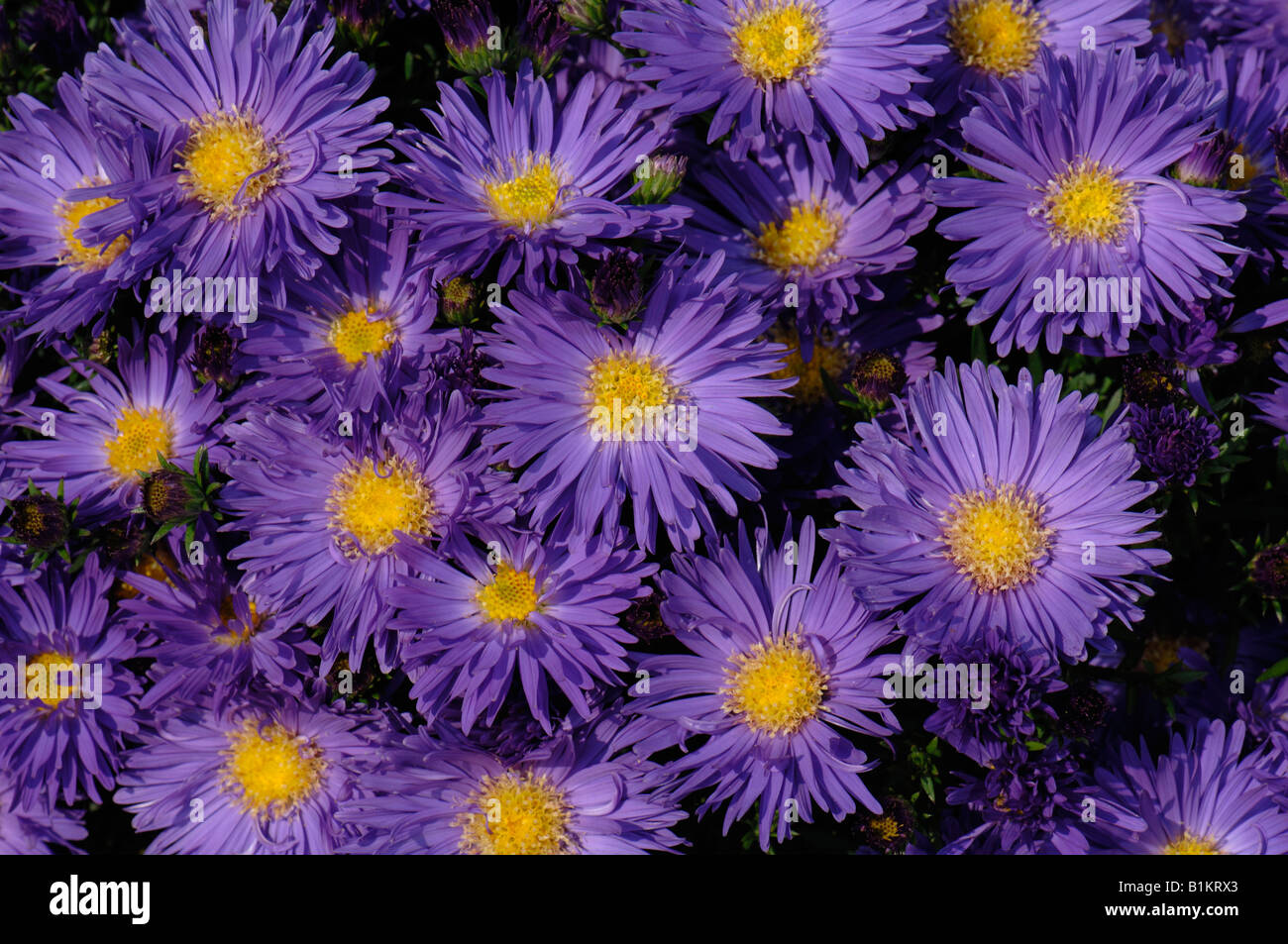 New York Aster, Michaelmas Daisy (Aster novi-belgii, Symphyotrichum novi-belgii), flowers Stock Photo