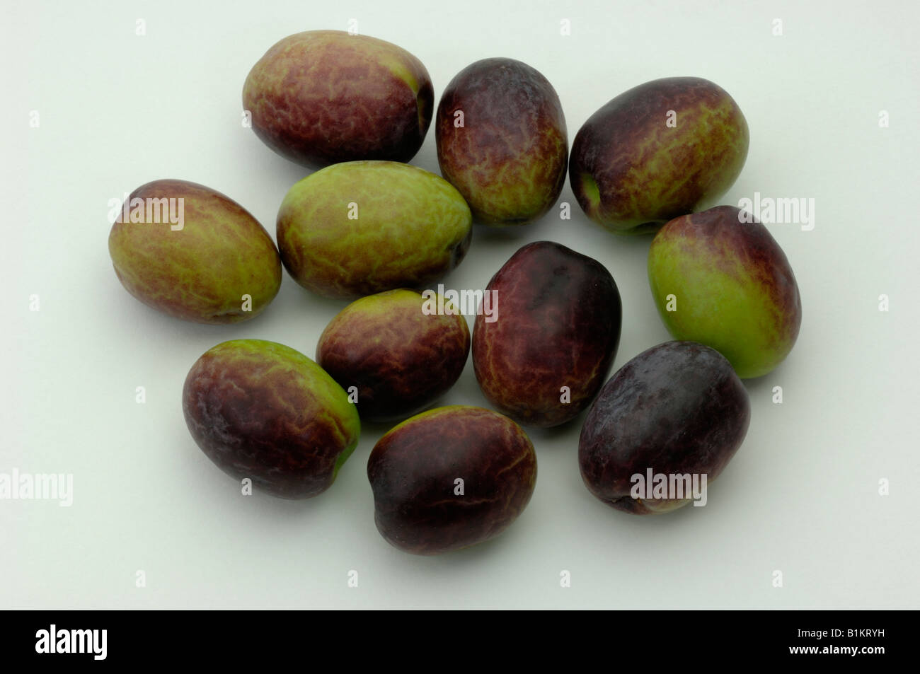 Olive tree plant Cut Out Stock Images & Pictures - Alamy