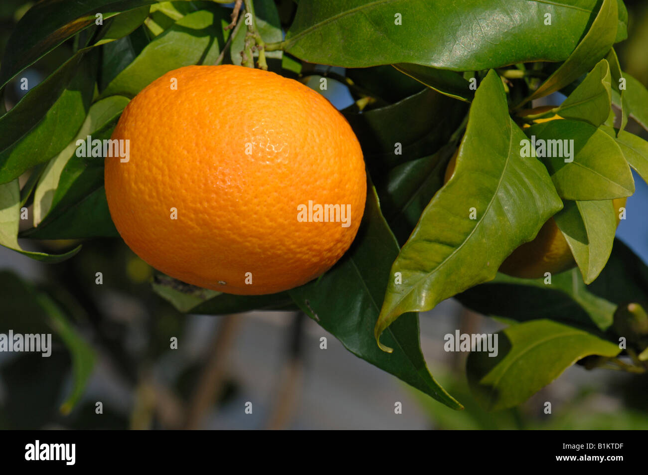 Sweet Orange (Citrus sinensis), fruit on tree Stock Photo