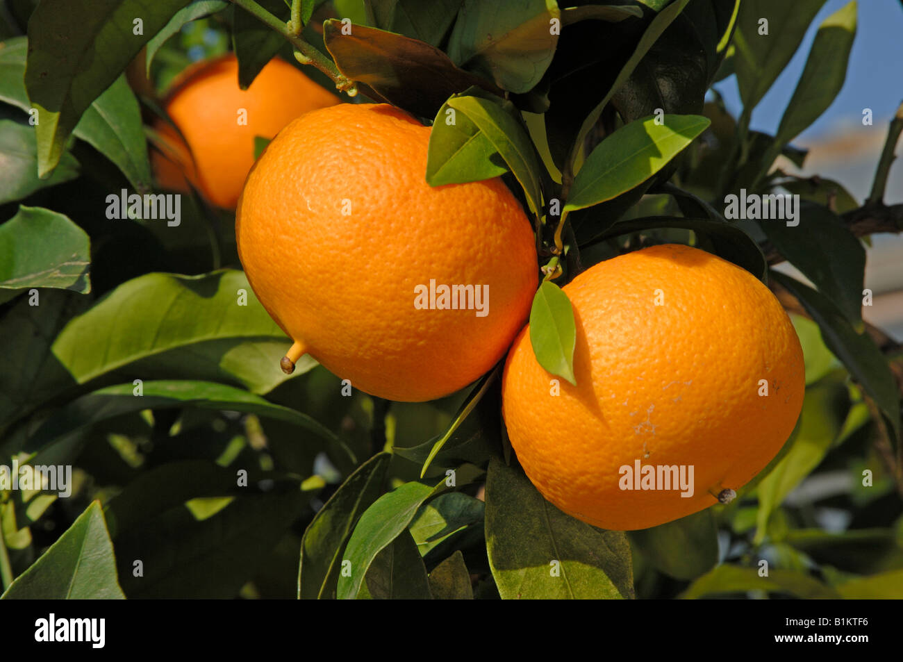 Fruit tree hires stock photography and images Alamy