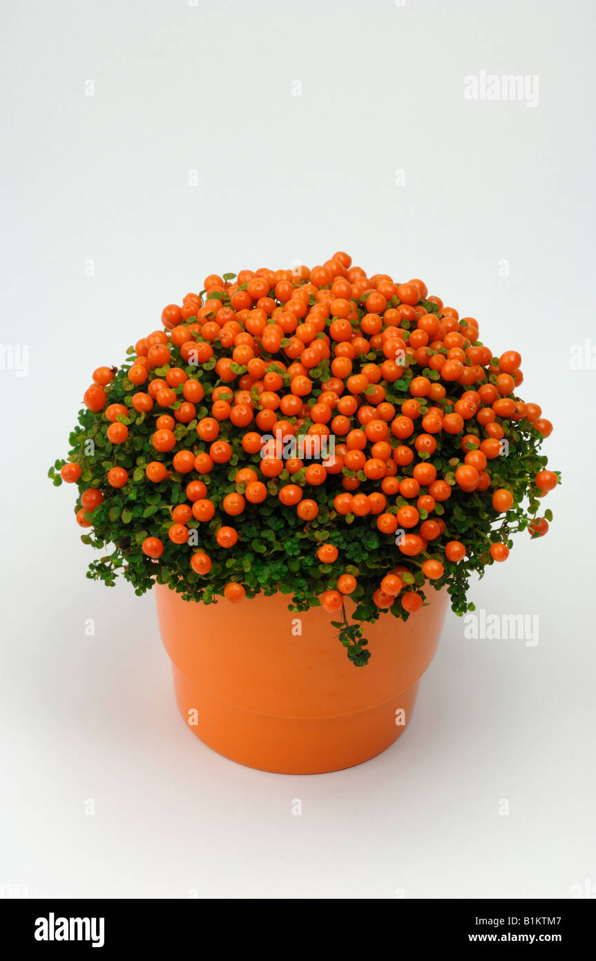 Coral Bead Plant, Pin Cushion Plant, Bead Plant (Nertera granadensis), potted plant, studio picture Stock Photo