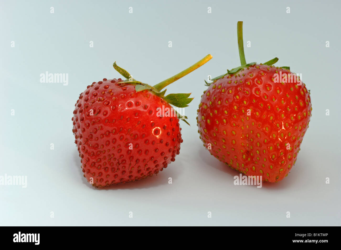 Strawberry (Fragaria vesca), two fruit, studio picture Stock Photo