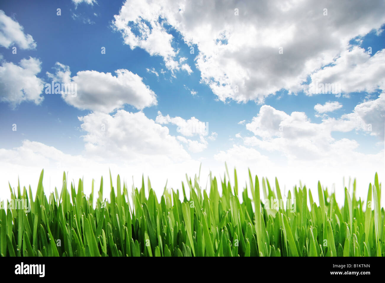 Fresh green grass blue sky hi-res stock photography and images - Alamy