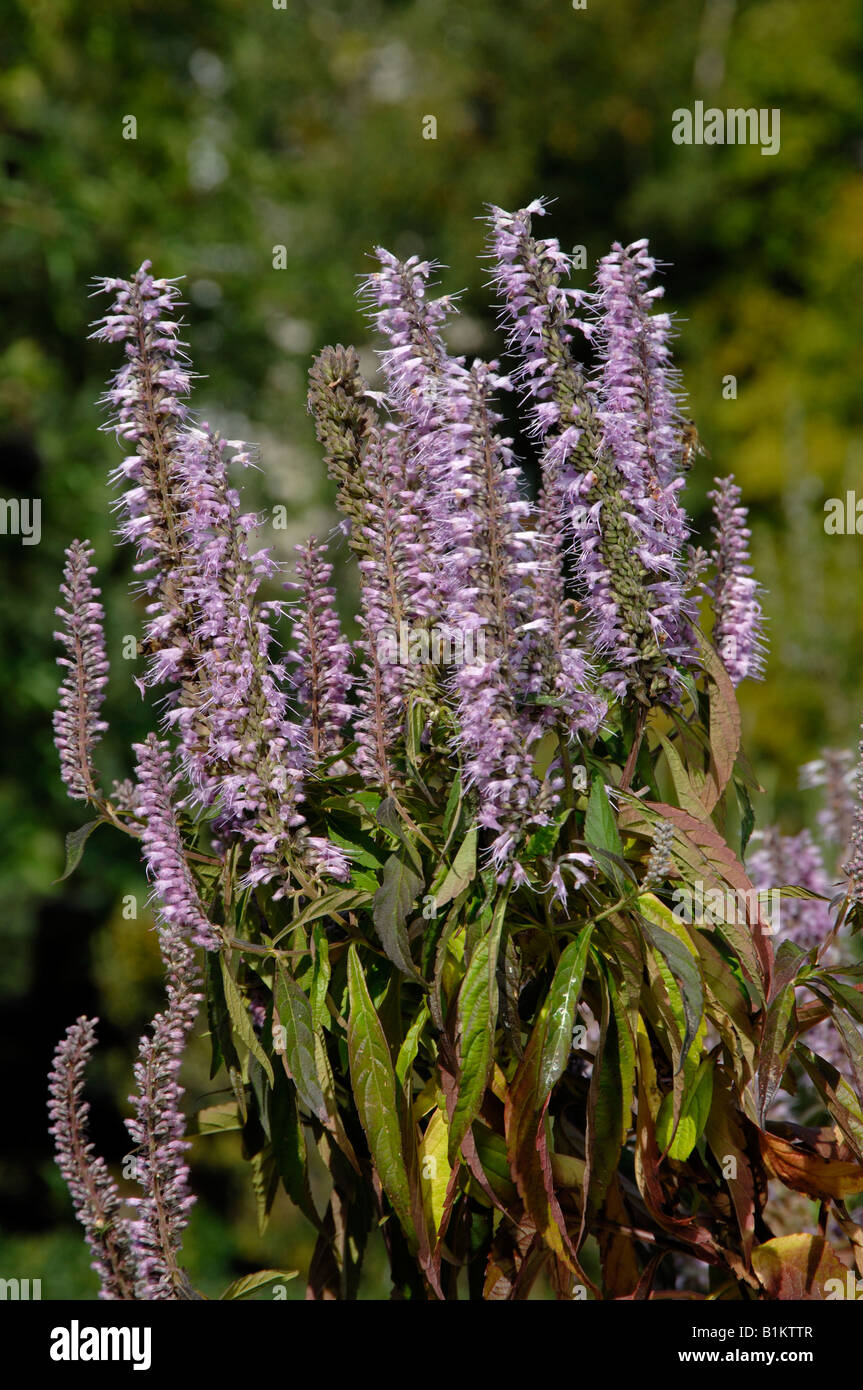Mint Bush (Elsholtzia stauntonii), flowering Stock Photo