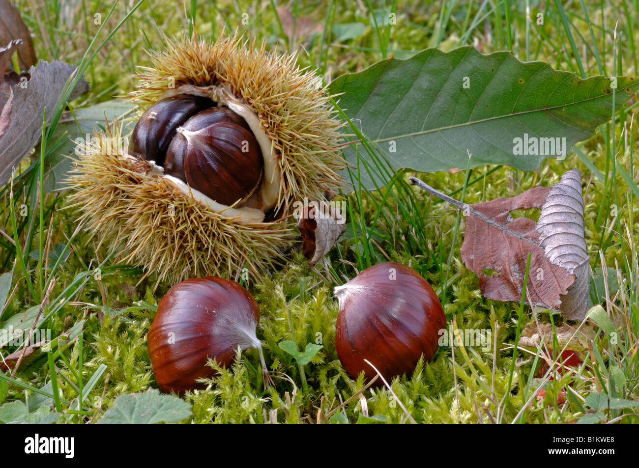 Spanish chestnut hires stock photography and images Alamy