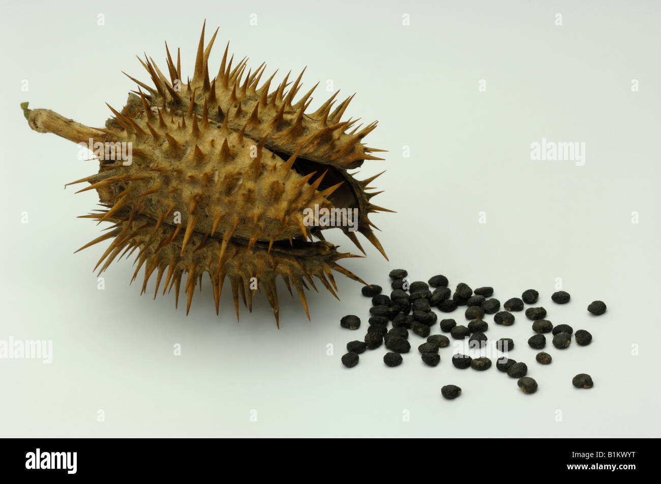 Thorn Apple (Datura stramonium), seed pod and seeds, studio picture Stock Photo