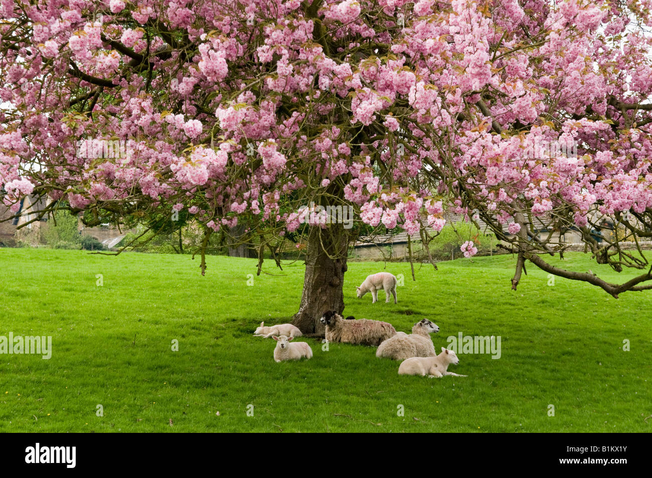 Sheep and lambs resting under a cherry blossom tree in Derbyshire Stock Photo
