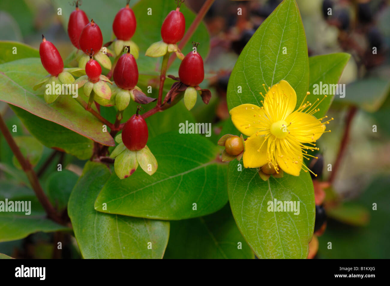 St Johns Wort (Hypericum sp.),  twig with berries and flowers Stock Photo