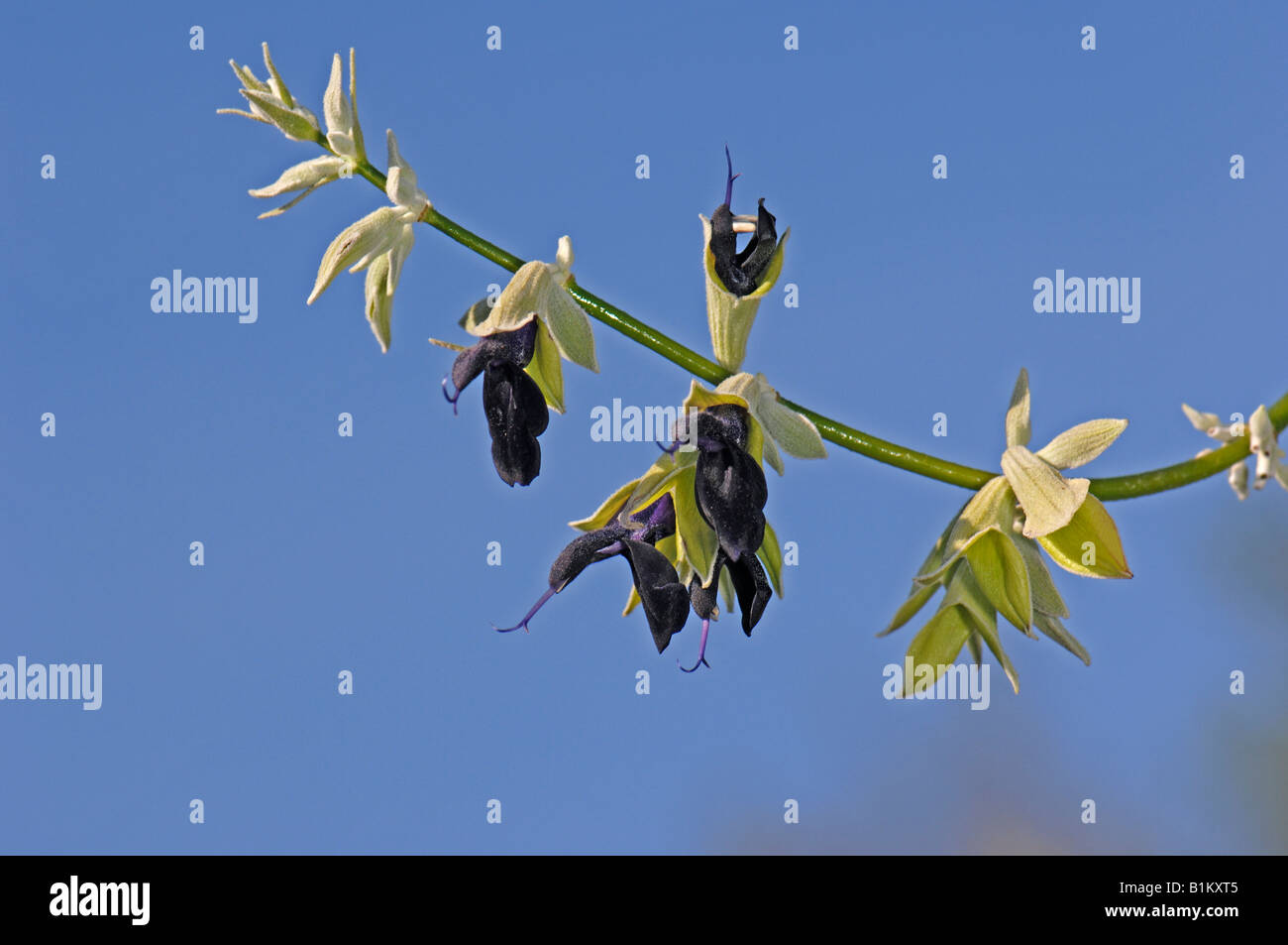 Greek Sage, Turkish Sage (Salvia fruticosa), flowering twig Stock Photo