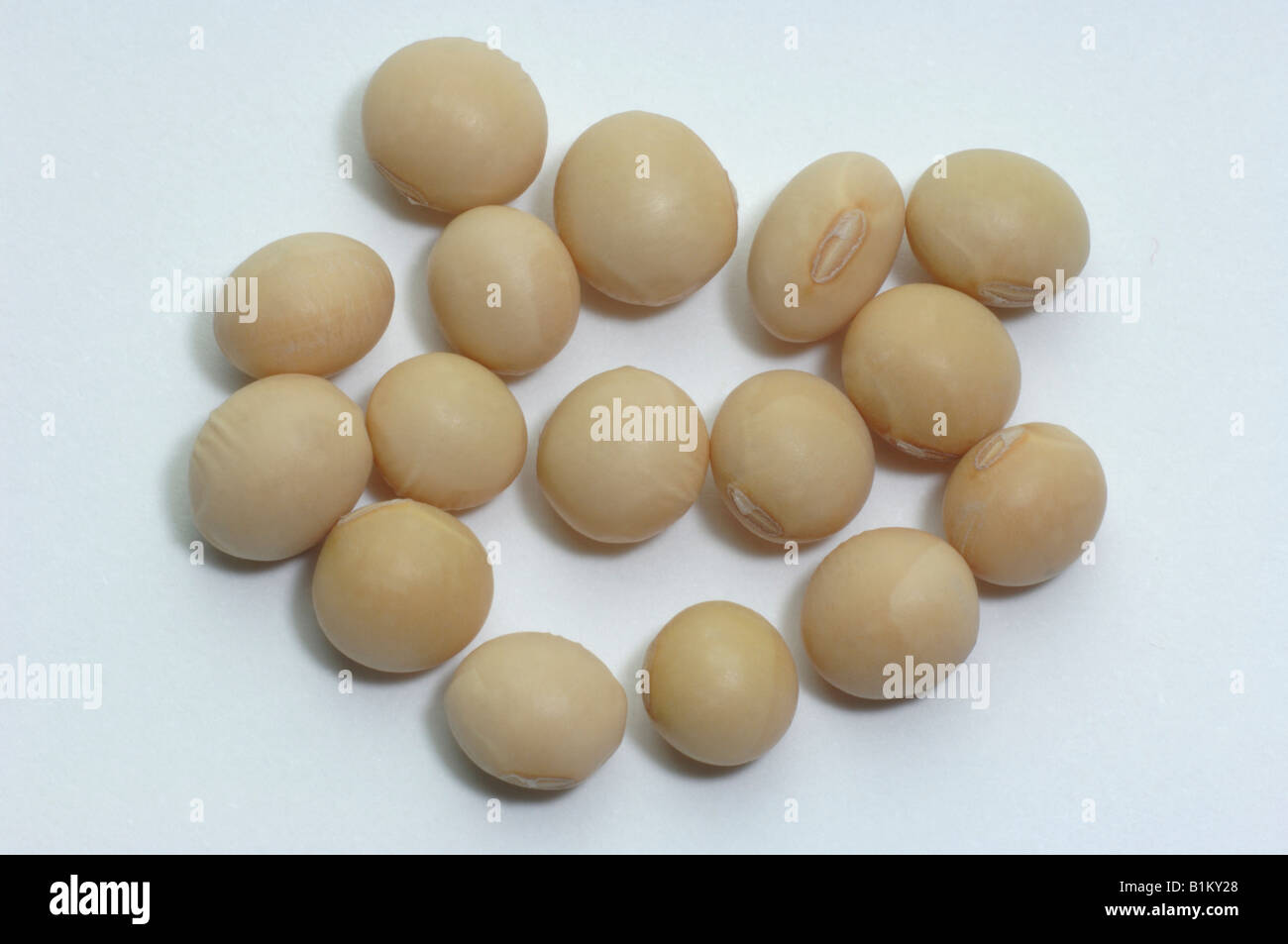 Soya Bean, Soybean (Glycine max), beans, studio picture Stock Photo