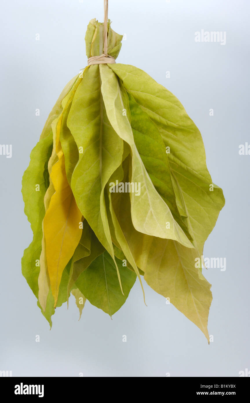Common Tobacco, Tobacco (Nicotiana tabacum), bundle of leaves hang up to  dry, studio picture Stock Photo