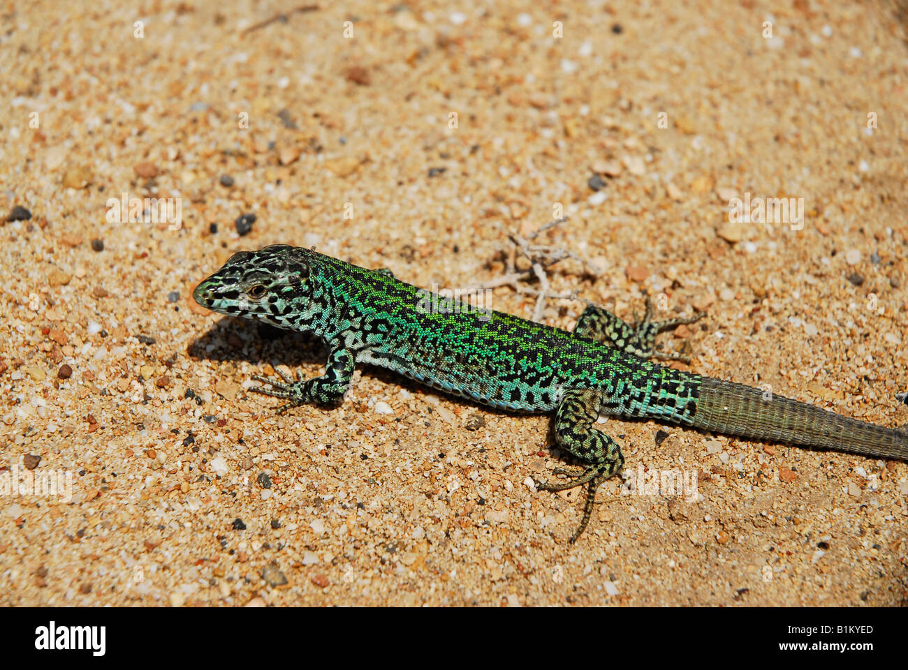 Pitiusas small lizard FORMENTERA Balearic Islands SPAIN Stock Photo