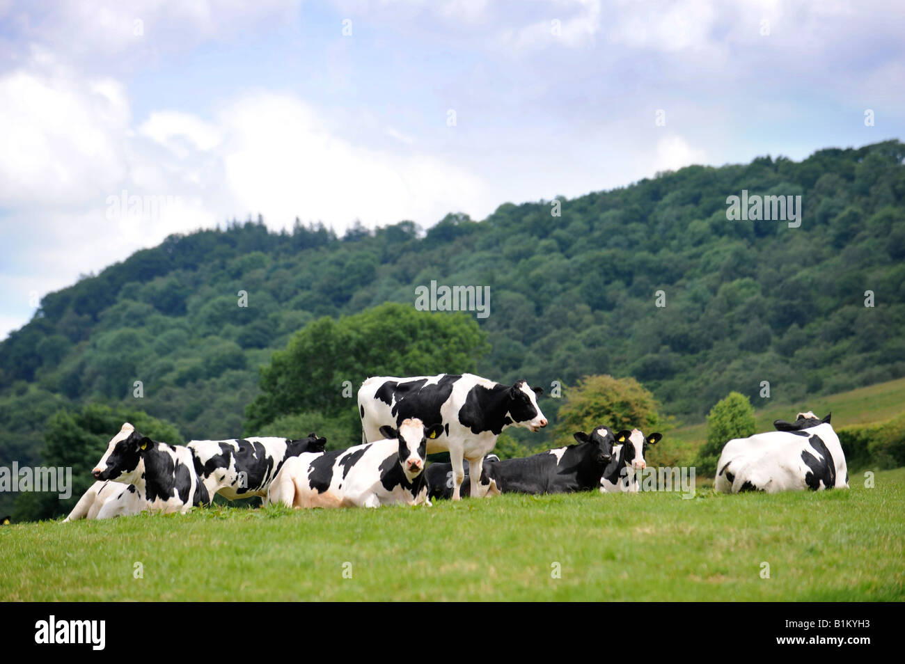 FRIESIAN DAIRY CATTLE IN GWENT WALES NEAR THE HEREFORDSHIRE BORDER UK Stock Photo