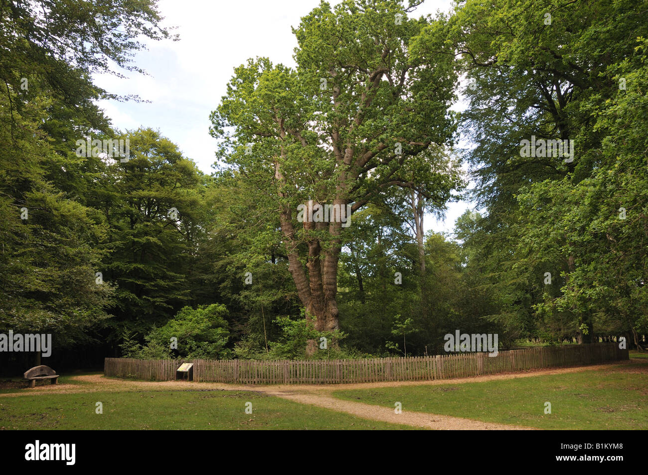 Knightwood oak the most famous tree in the New Forest Stock Photo Alamy