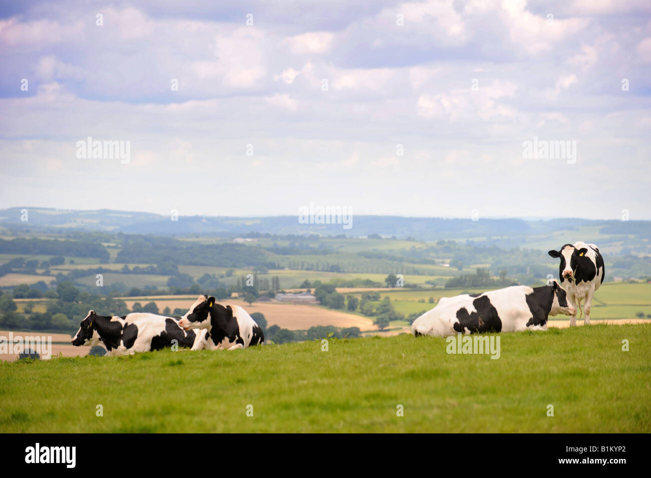 FRIESIAN DAIRY CATTLE IN GWENT WALES NEAR THE HEREFORDSHIRE BORDER UK Stock Photo