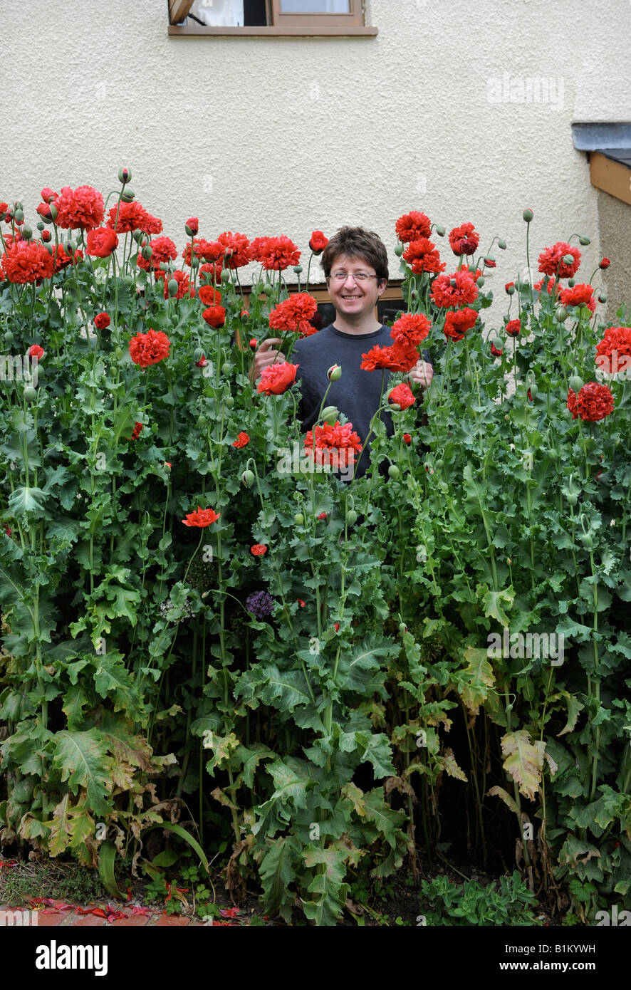 RED POPPIES IN AN ENGLISH COTTAGE GARDEN UK Stock Photo